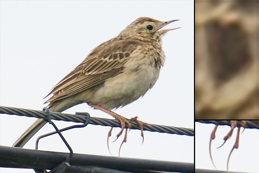 Richard's Pipit