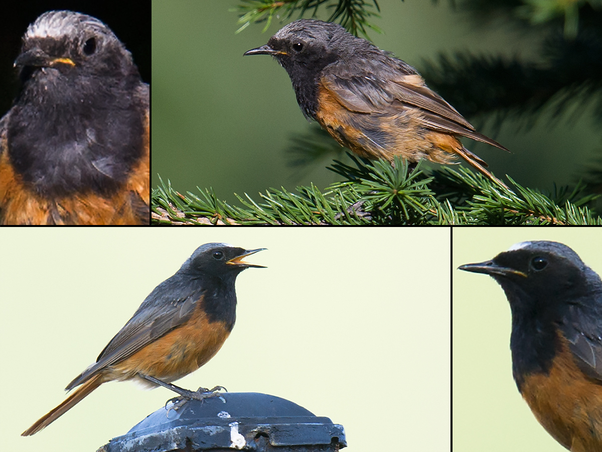 Black Redstart