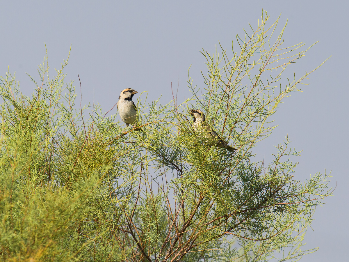 Saxaul Sparrow