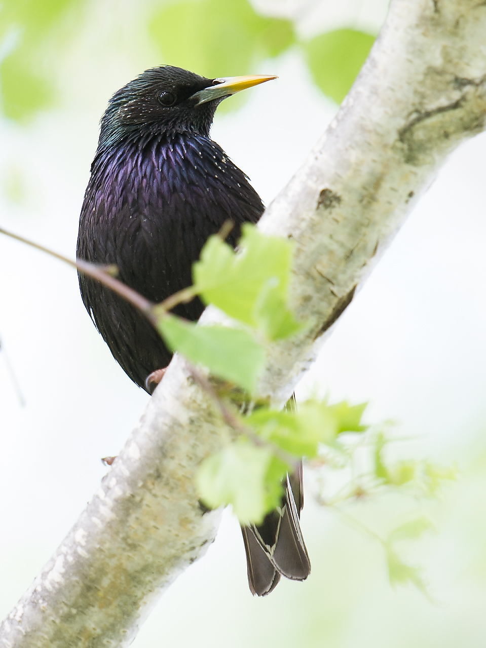 Common Starling