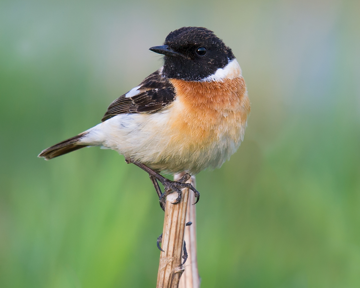 Siberian Stonechat