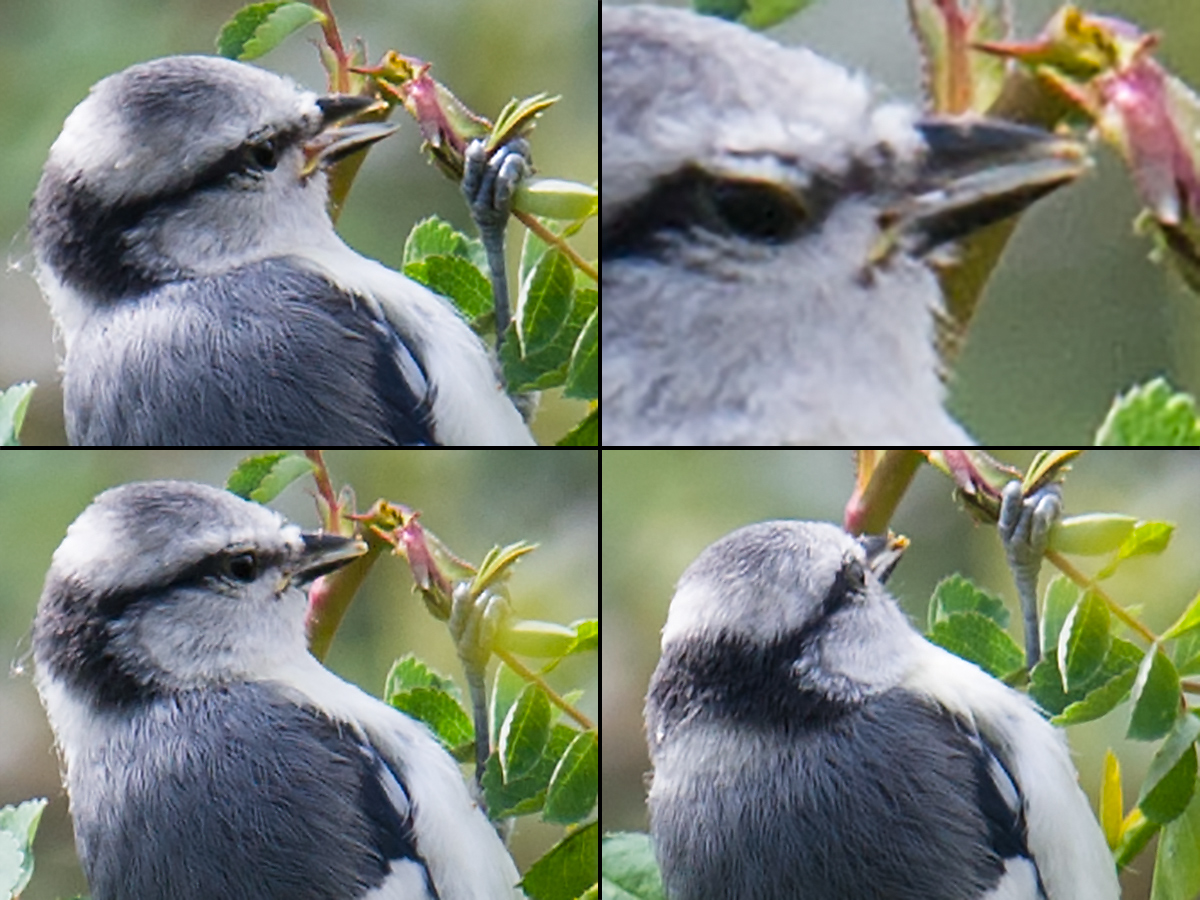 Azure Tit