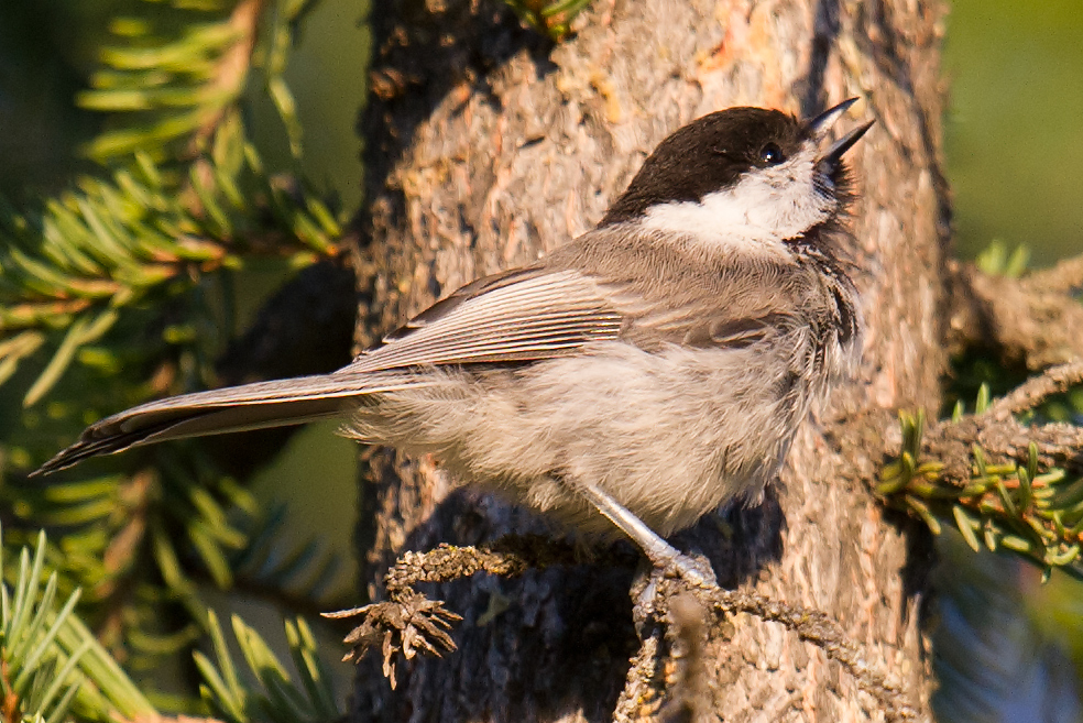 Willow Tit