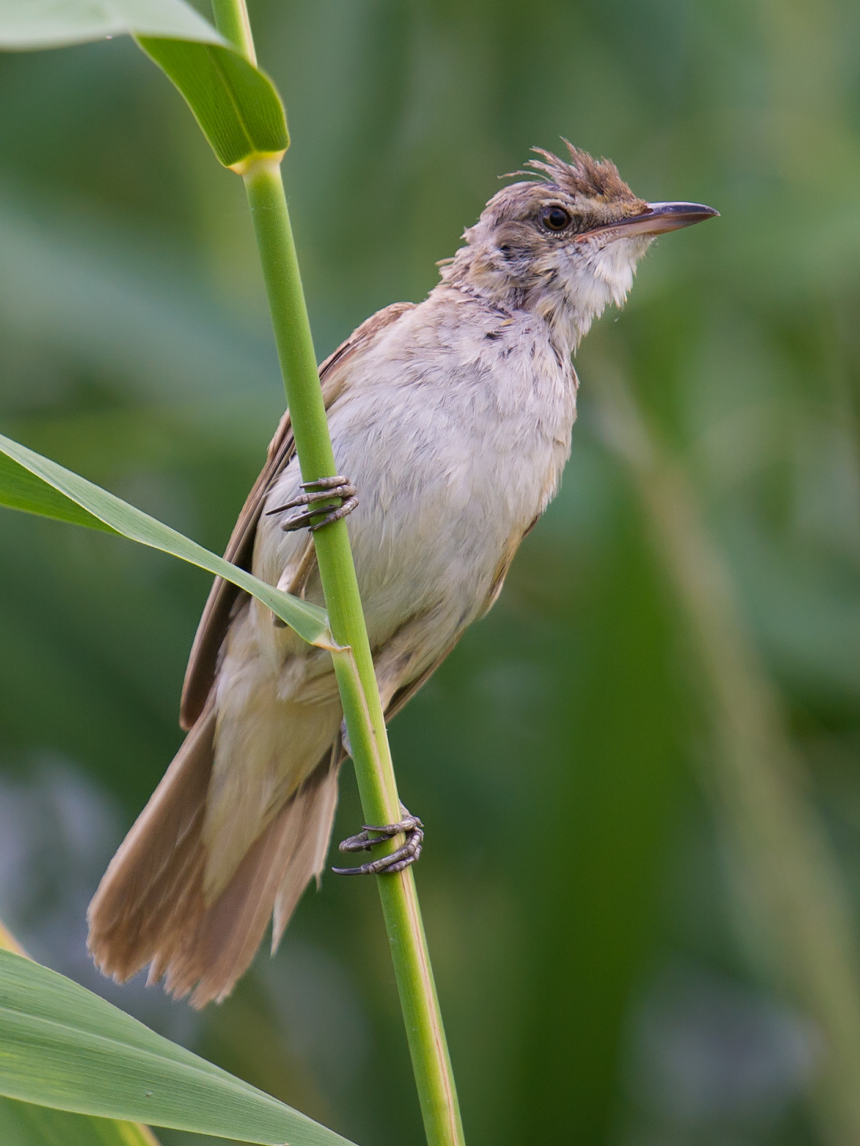 Great Reed Warbler