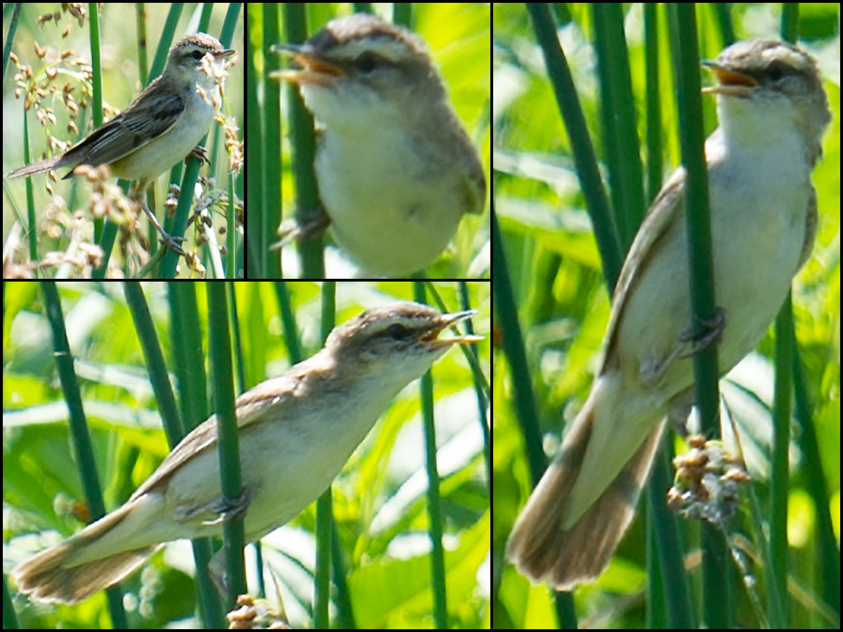 Sedge Warbler