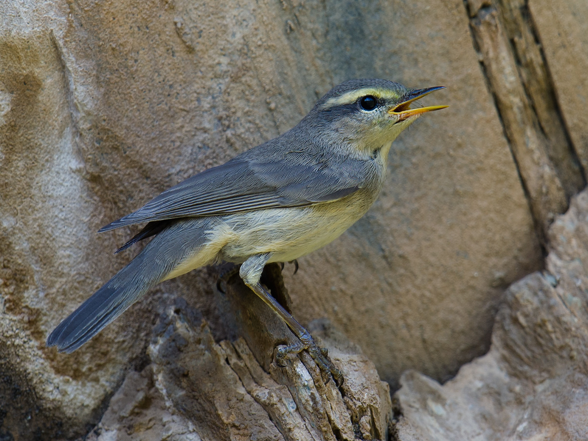 Sulphur-bellied Warbler