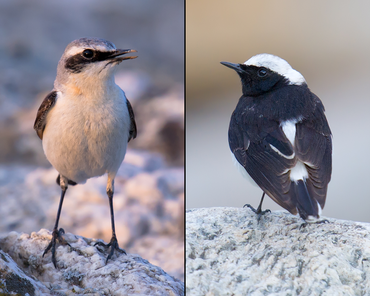 Northern Wheatear (L) and Pied Wheatear