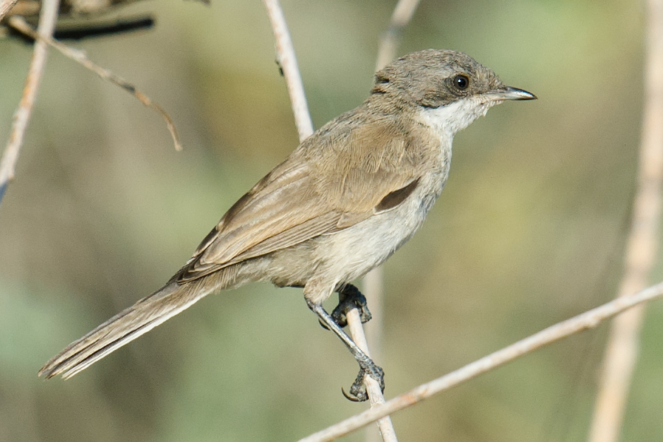 Desert Whitethroat