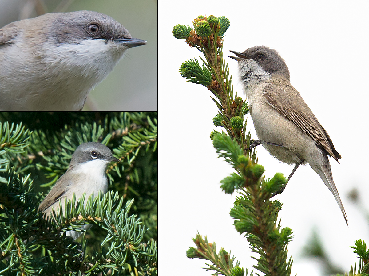 Lesser Whitethroat