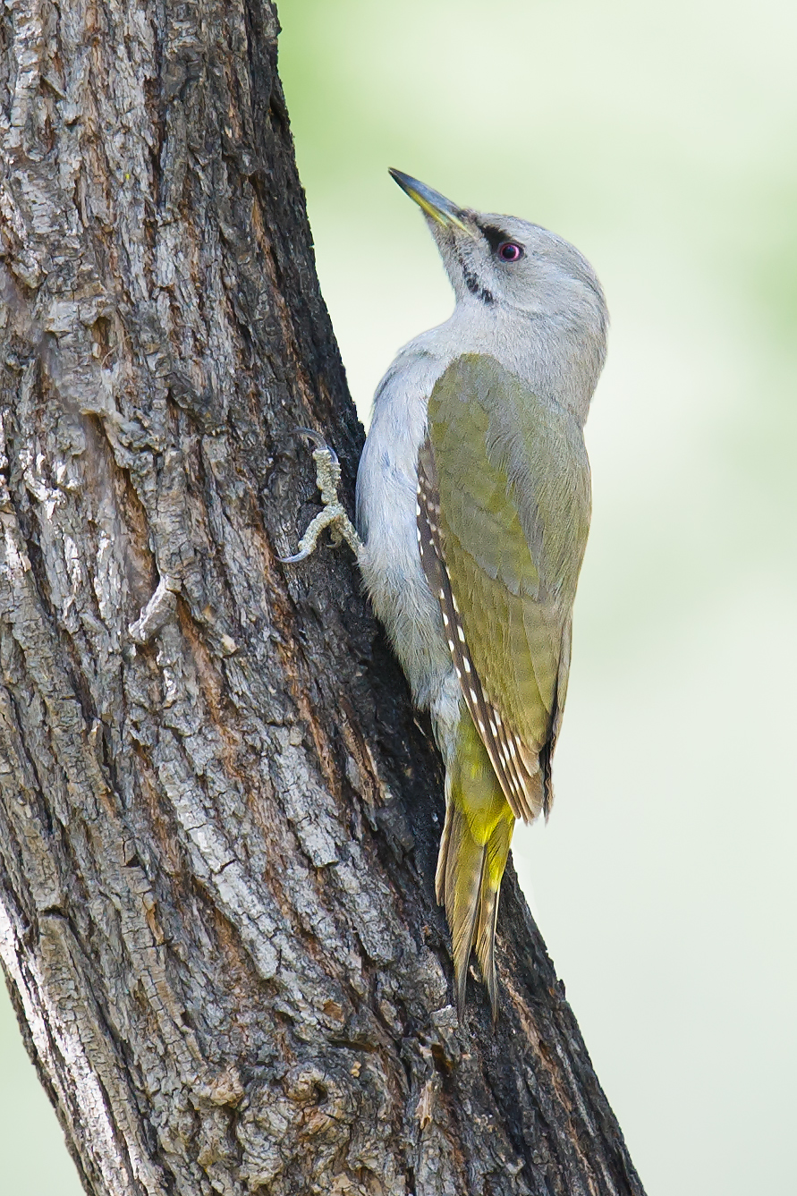 Grey-headed Woodpecker