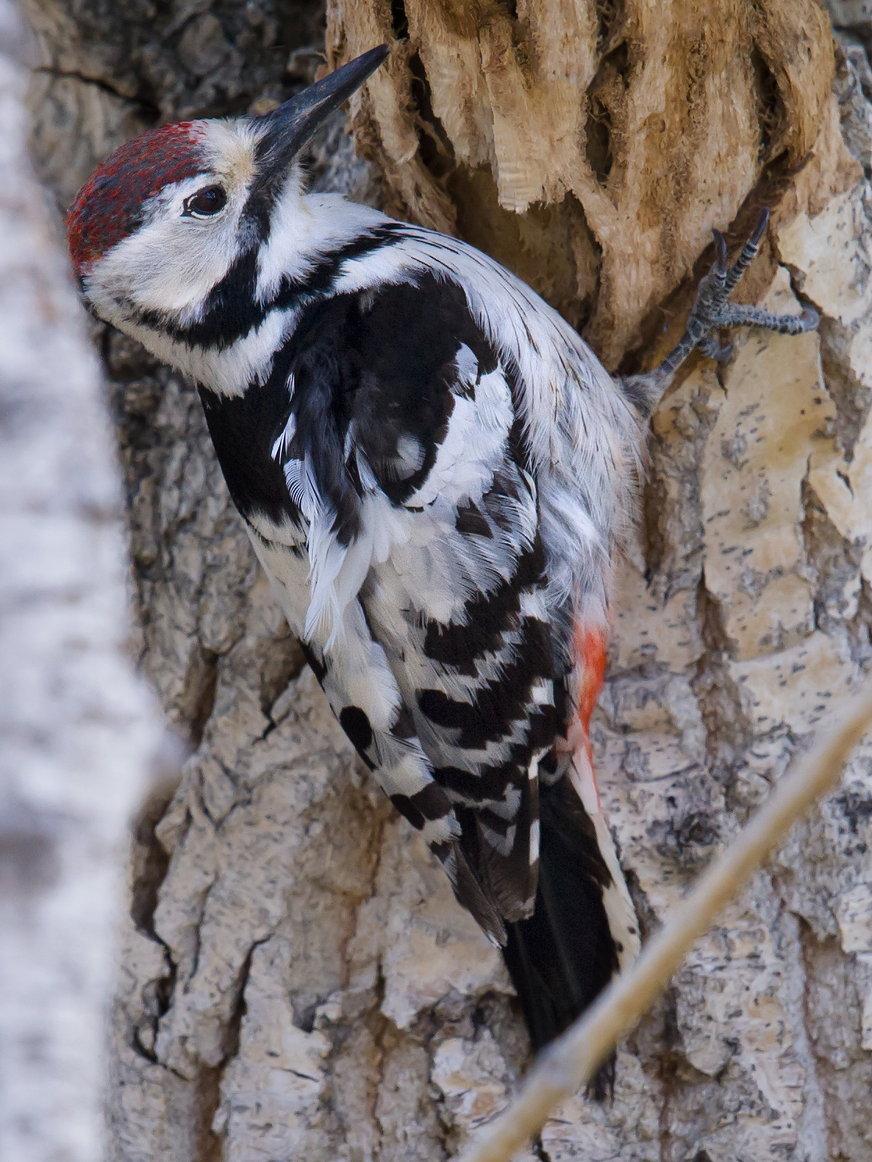 White-backed Woodpecker