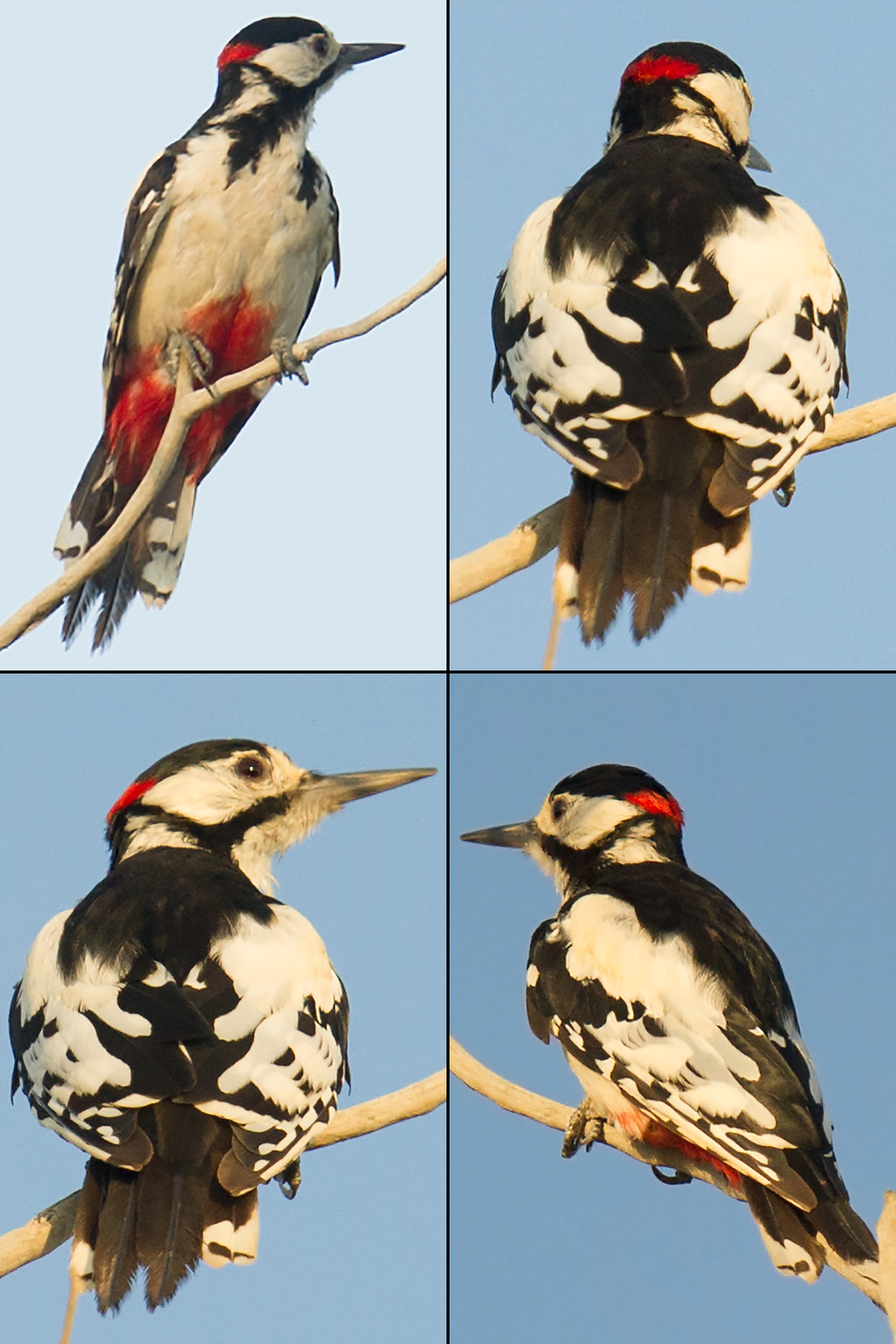 White-winged Woodpecker