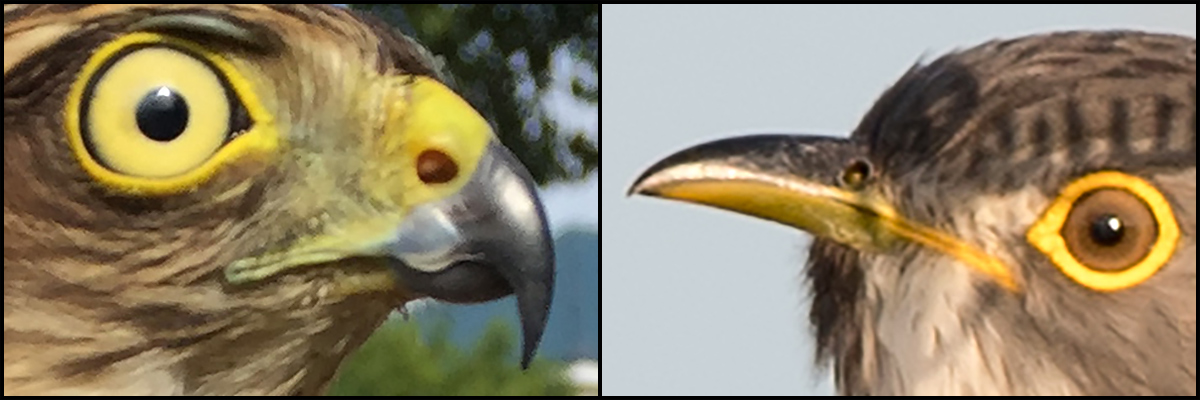 hawk-cuckoos