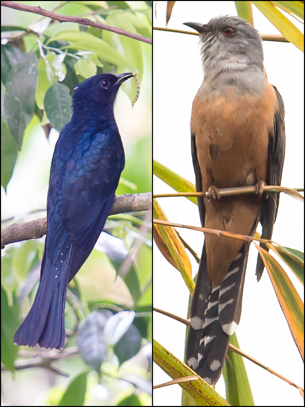 cuckoos