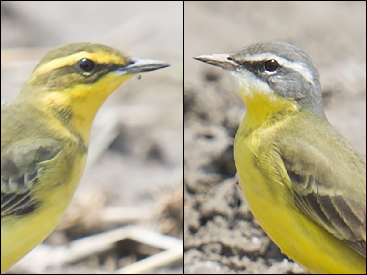 Eastern Yellow Wagtail