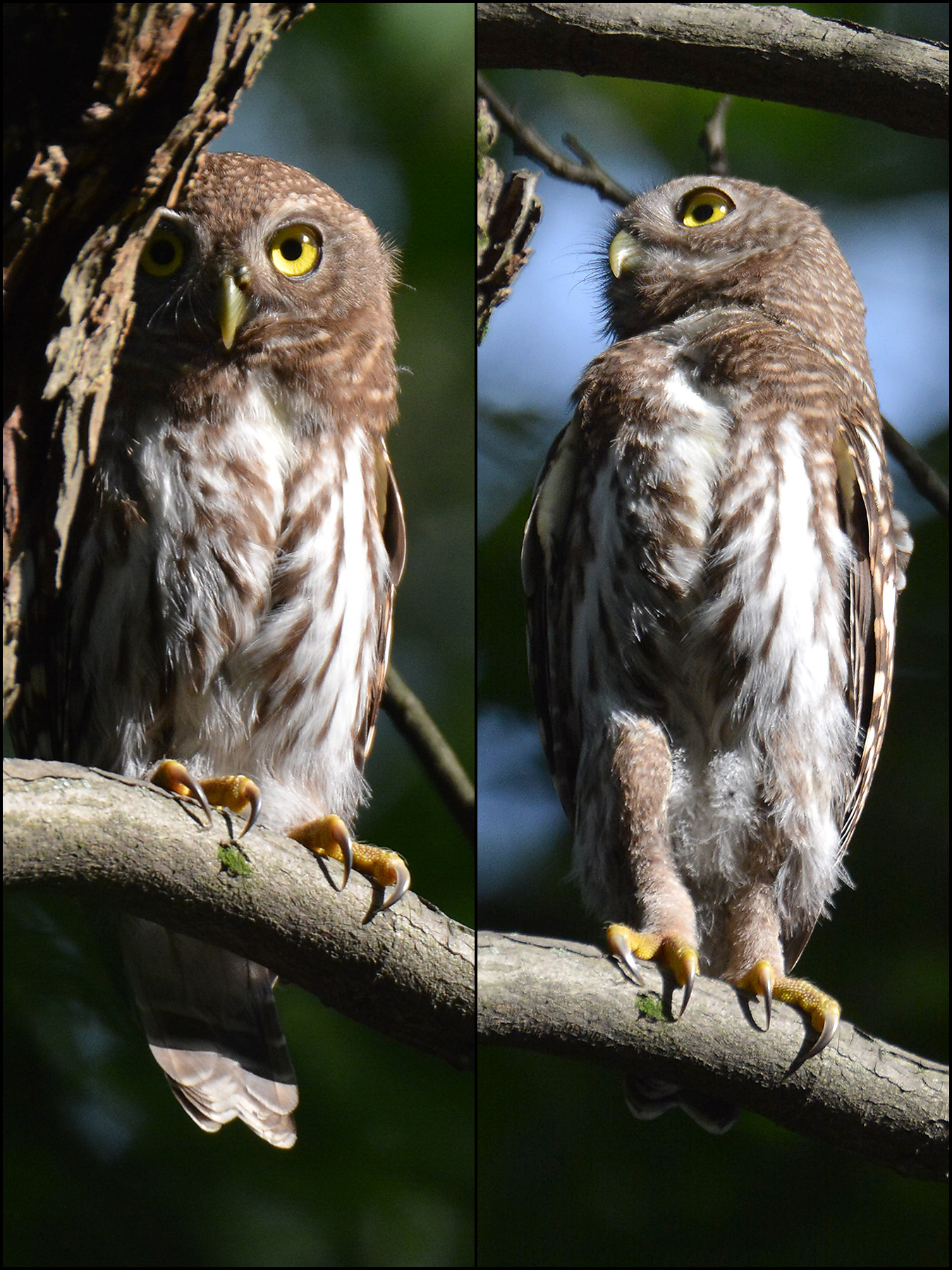 Asian Barred Owlet