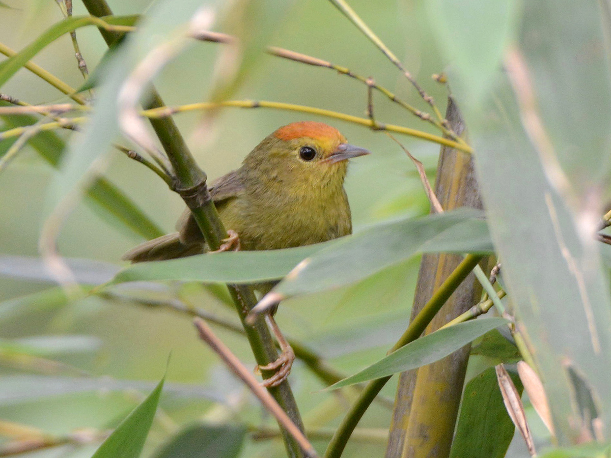 Rufous-capped Babbler, one of several species common at Tianmu and absent in Shanghai. (Komatsu Yasuhiko)
