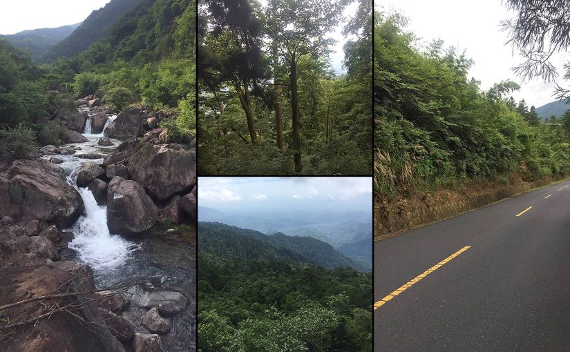 Habitats at West Tianmu Mountain Nature Reserve. July 2017 (Larry Chen)