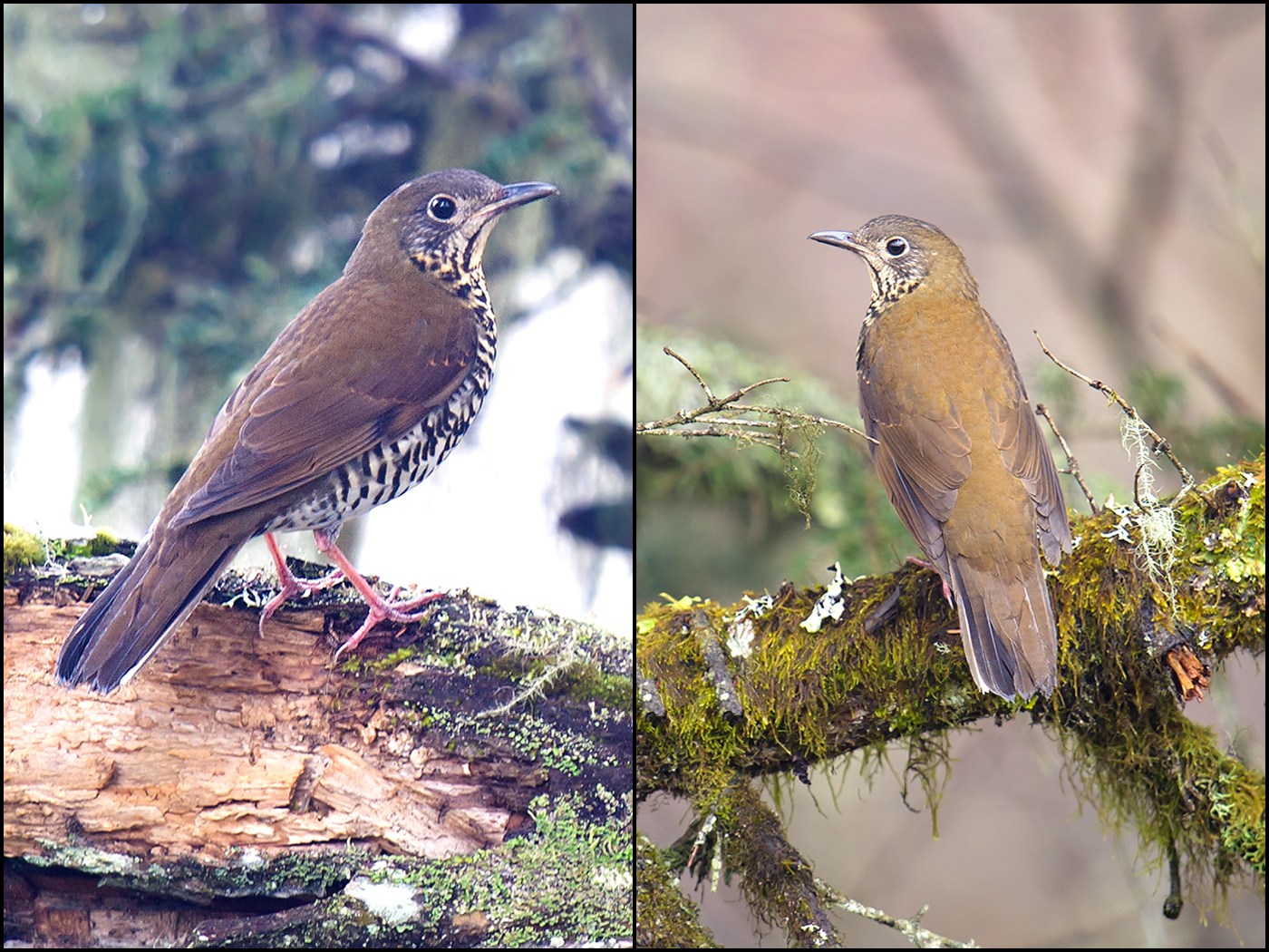 Sichuan Thrush