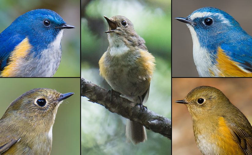 L panels: Himalayan Bluetail. R panels: Red-flanked Bluetail. C: "Gansu" Bluetail. Craig Brelsford.