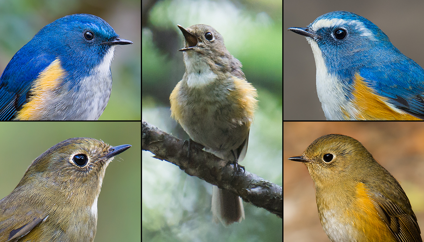 Red-flanked Bluetail - Tarsiger cyanurus - Birds of the World