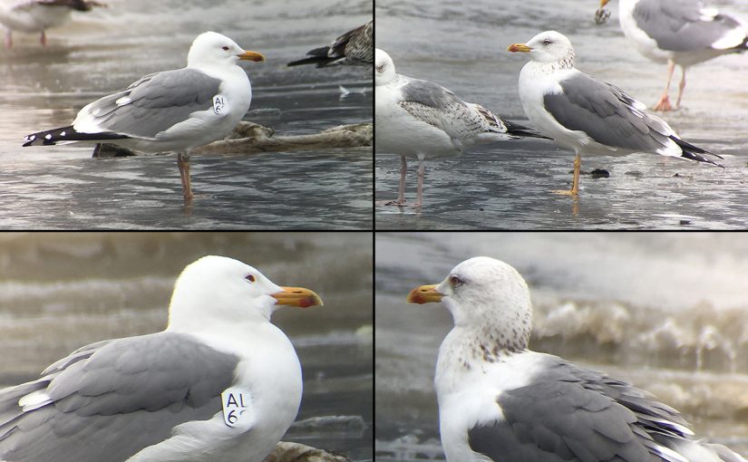 Taimyr Gull (behind) and Mongolian Gull (tagged). 18 March 2017, Craig Brelsford.