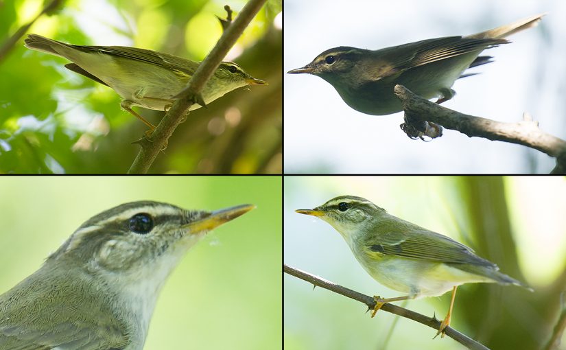 Kamchatka Leaf Warbler