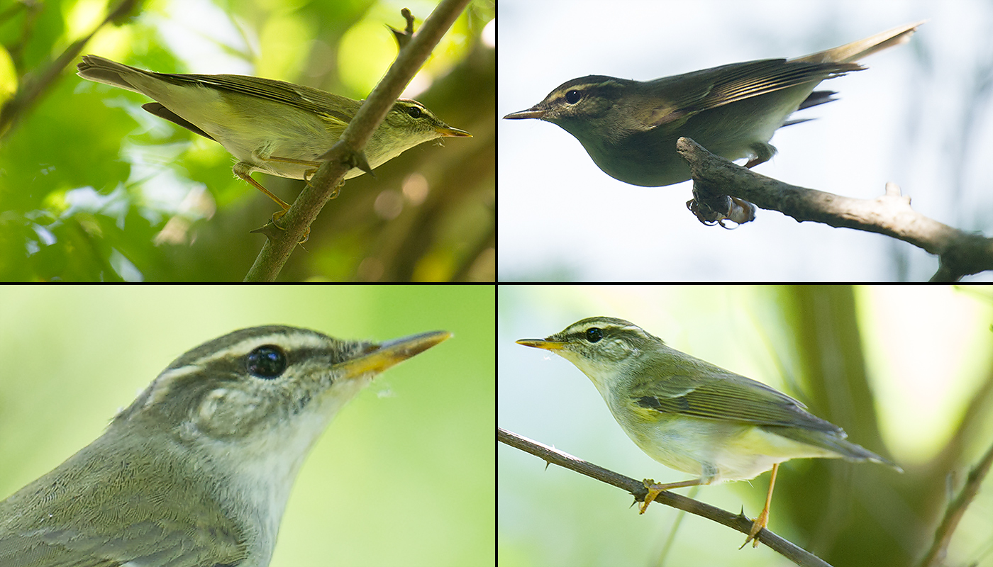 Kamchatka Leaf Warbler