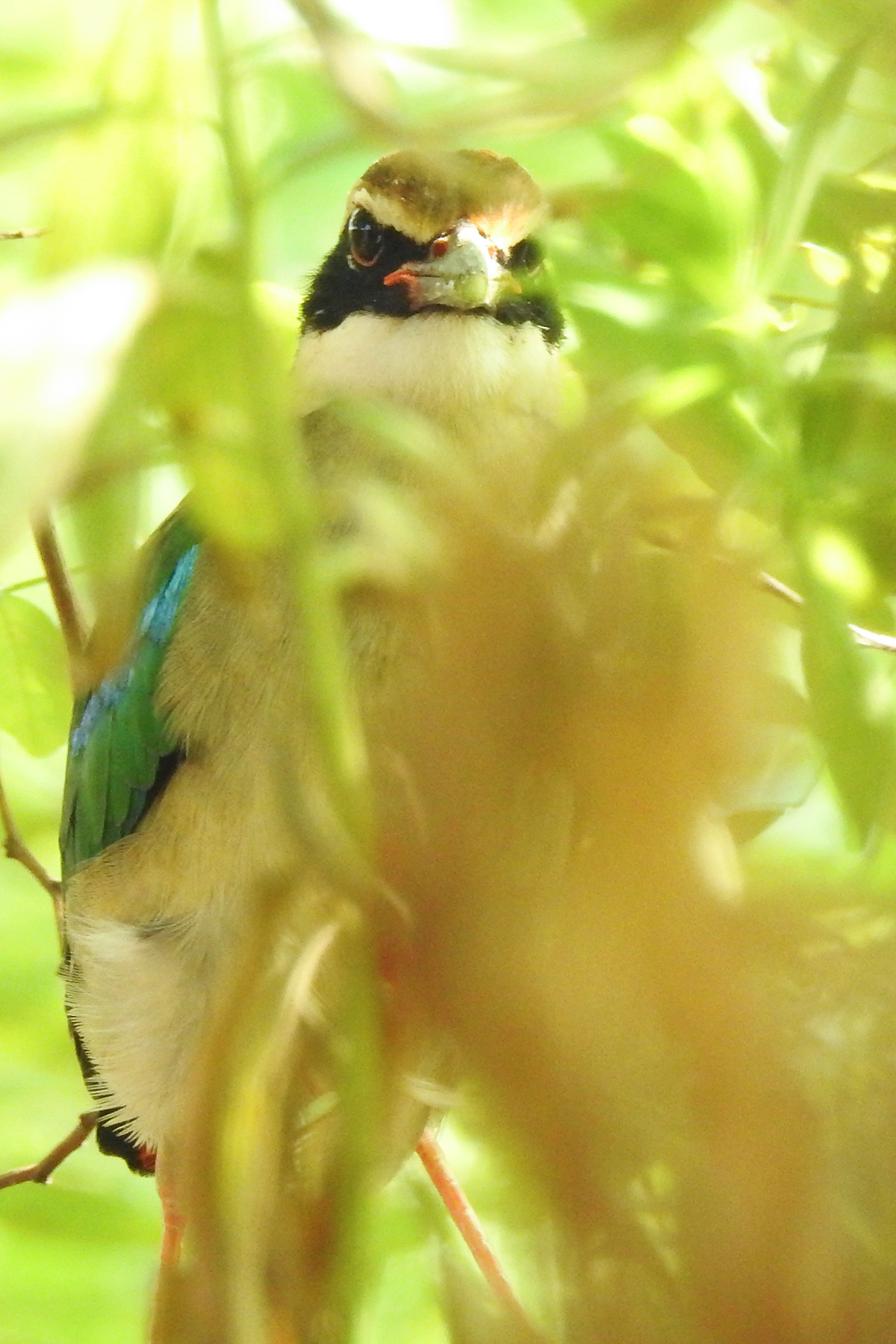 Fairy Pitta