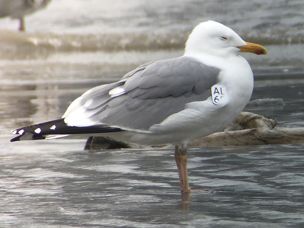 Mongolian Gull