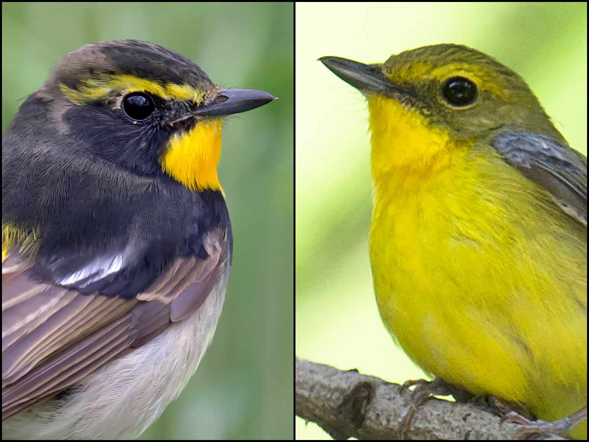 Narcissus Flycatcher, Green-backed Flycatcher (R).