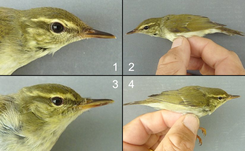 The bird at top (panels 1 and 2) was caught 14 May 2011. Measurements were wing 66 mm, bill 14.5 mm. On mt DNA (COI) we determined that it was examinandus. The identically bright-coloured individual in panels 3 and 4 was caught on the same day. Measurements were wing 62 mm, bill 14.5 mm. It was borealis on DNA. (Phil Round)