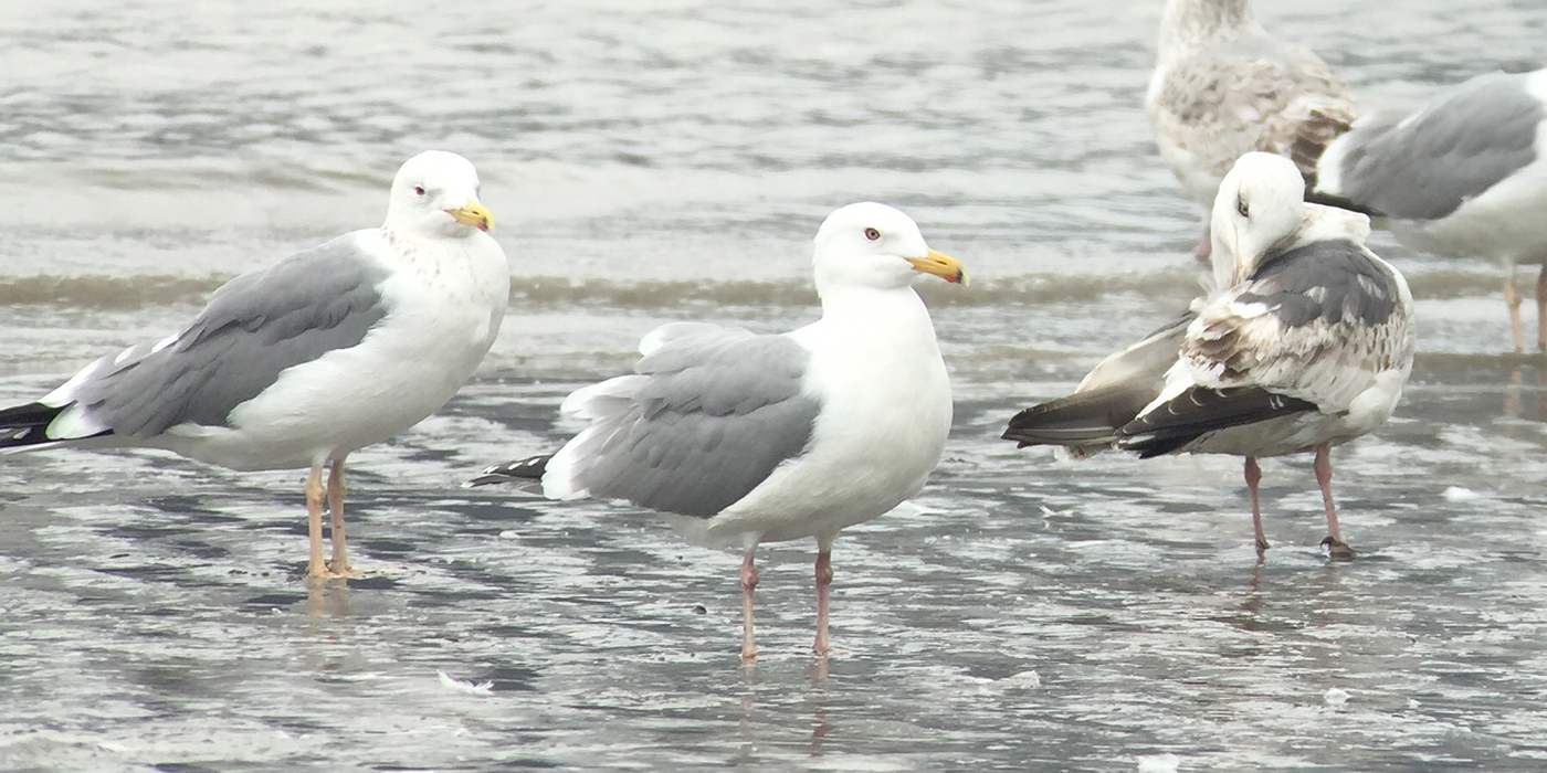 gulls