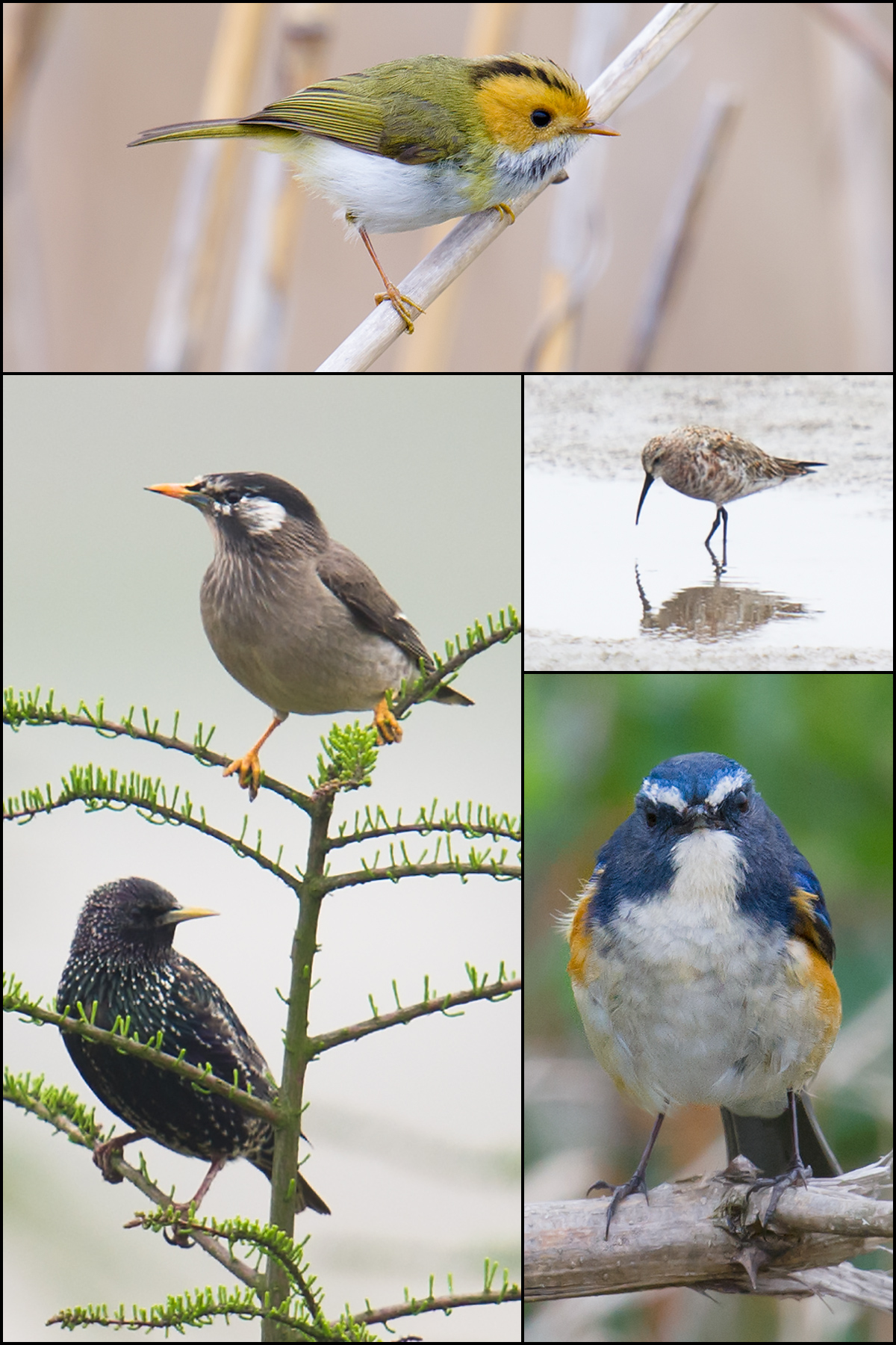 Birds of Cape Nanhui